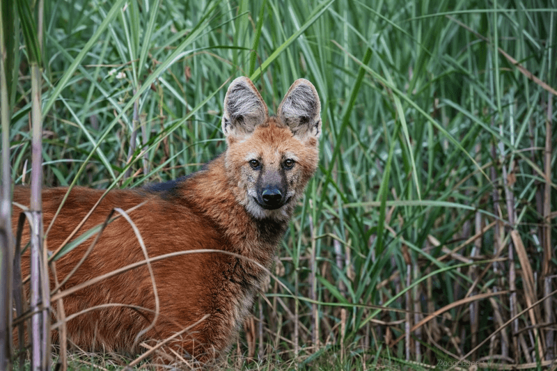 Lobo-guará Cauda Curta