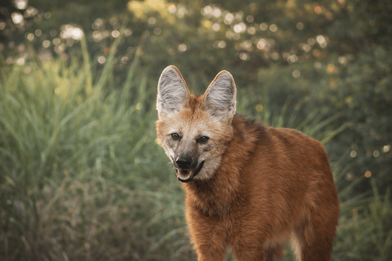 Lobo-guará Galega