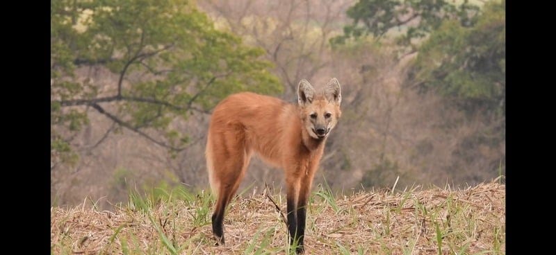 Lobo-guará Sapucaí