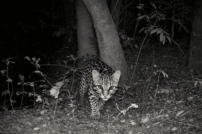 Jaguatirica