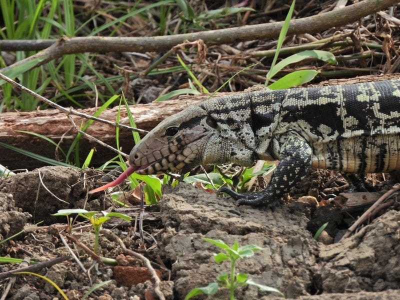 Lagarto-teiú