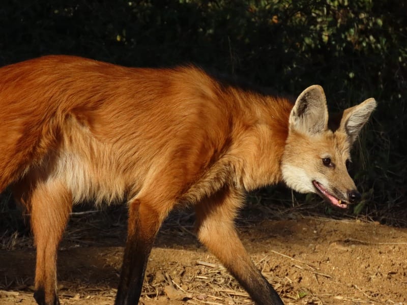 Registro de camera trap