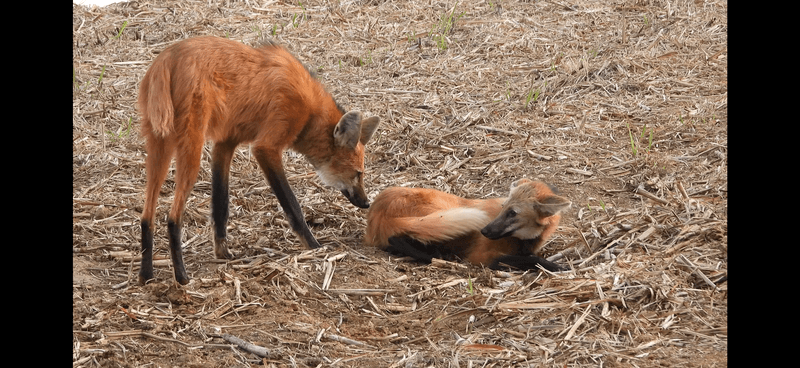 Registro de camera trap