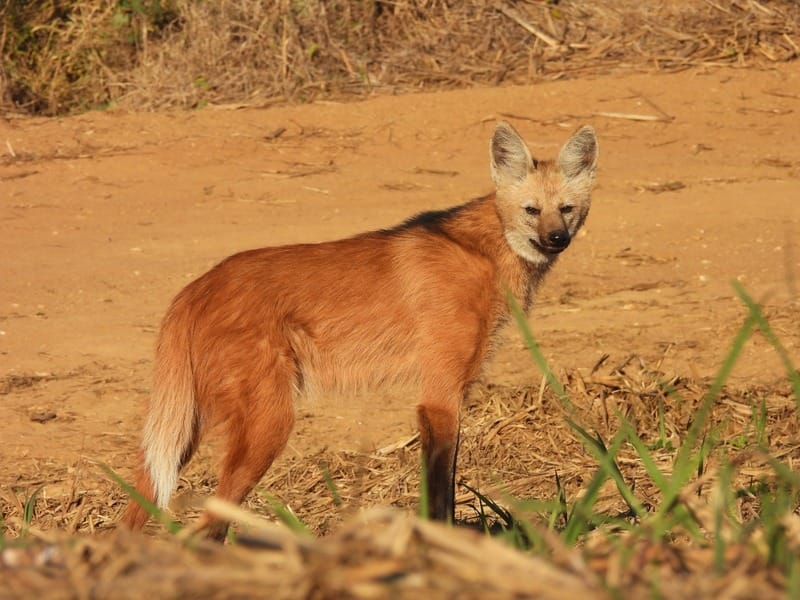 Registro de camera trap