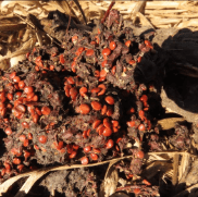 Fezes do lobo-guará — frutos vermelhos não digeridos