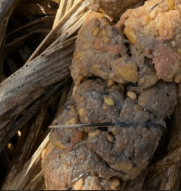 Fezes do lobo-guará — fibras vegetais e sementes