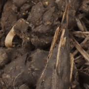 Fezes do lobo-guará — restos de pelos e fibras