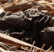Fezes do lobo-guará — composição rica em vegetação