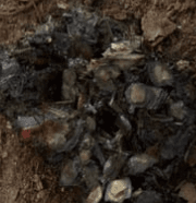 Fezes do lobo-guará — pelos e ossos pequenos