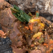 Fezes do lobo-guará — frutos parcialmente digeridos
