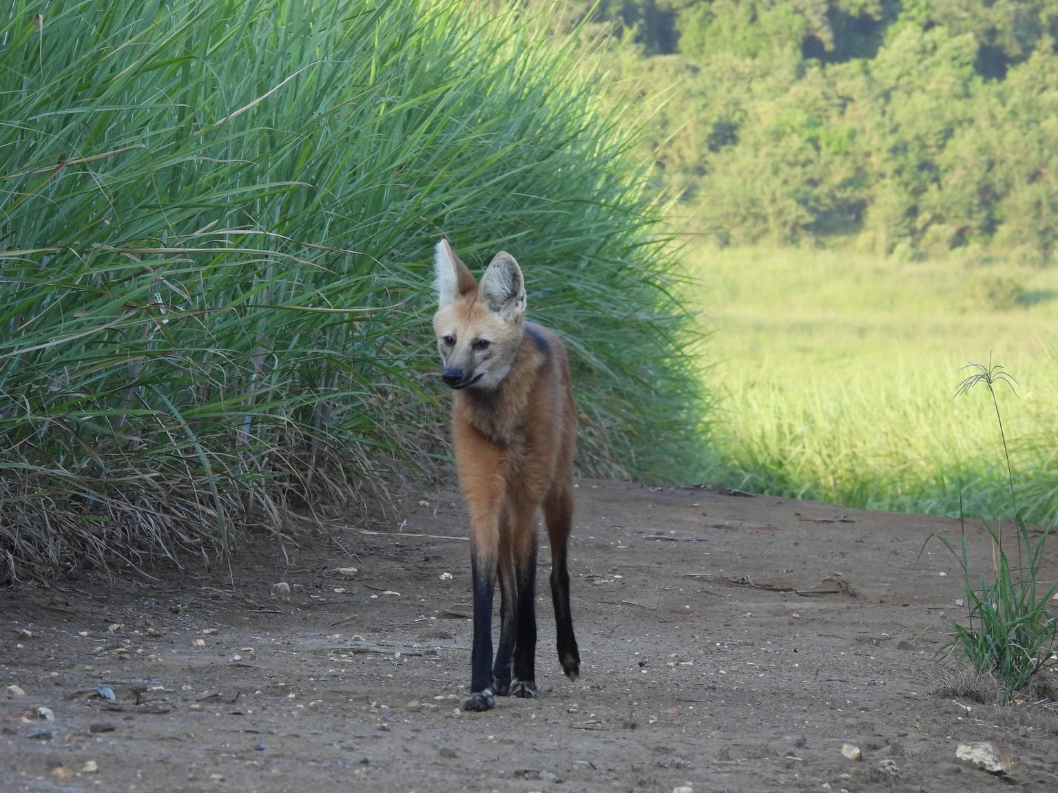 Lobo-guará no Cerrado