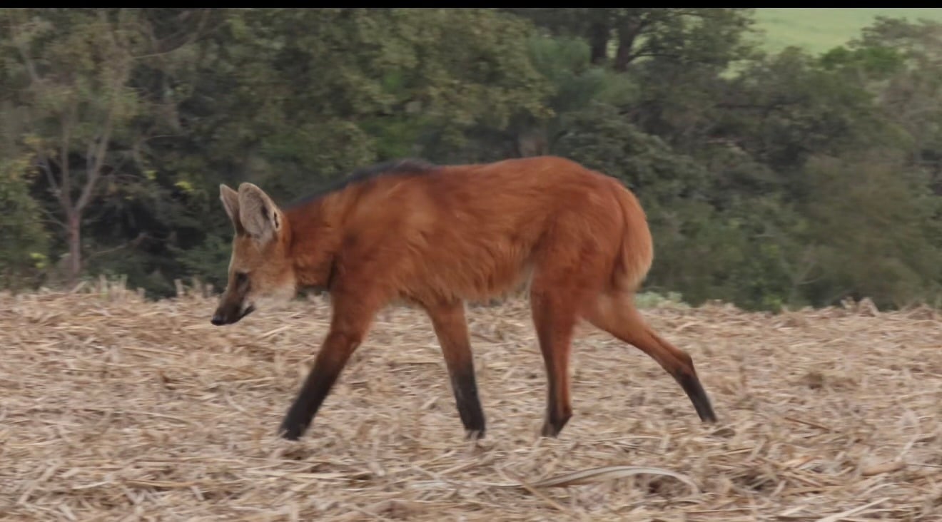 Lobo-guará caminhando