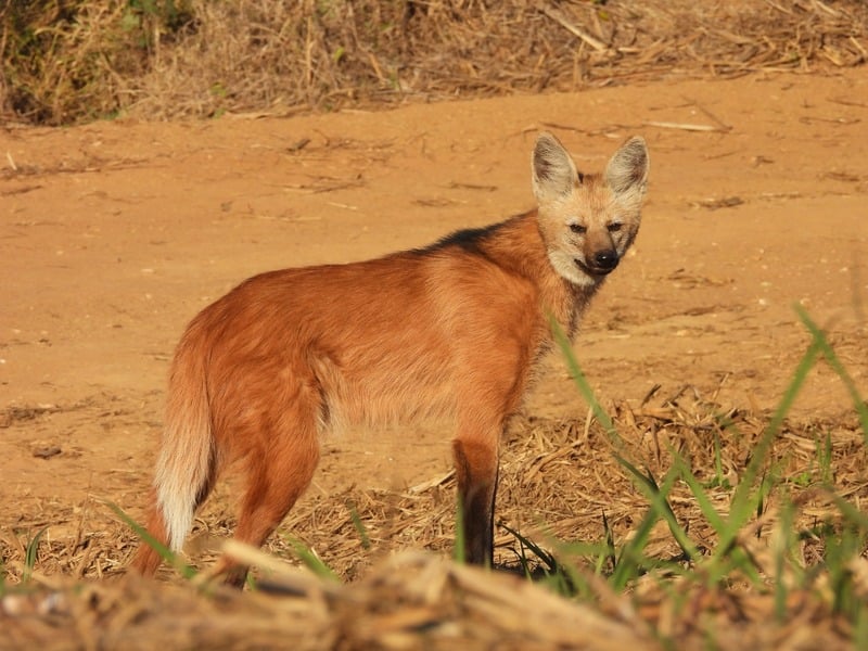 Lobo-guará entre vegetação