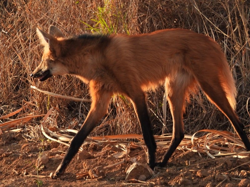 Atropelamentos: a maior causa de morte não natural do lobo-guará atual