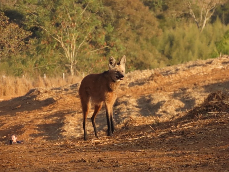 Rosto em close de um lobo-guará no Cerrado