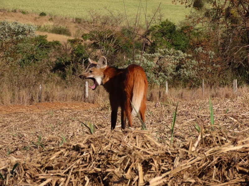 Lobo-guará livre no Cerrado paulista