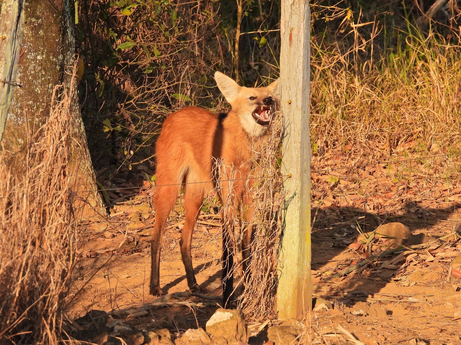 Dois lobos-guarás coexistindo no Cerrado paulista