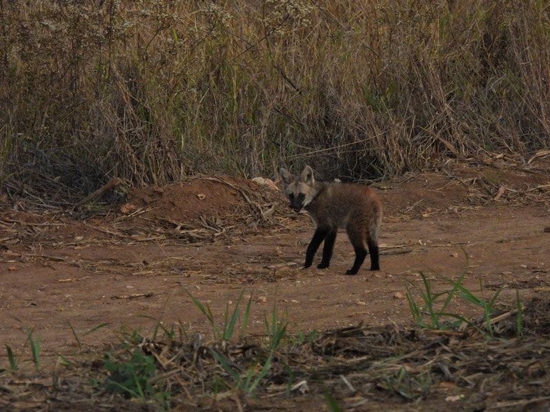 Sarna sarcóptica: como essa doença ameaça os lobos do Cerrado paulista
