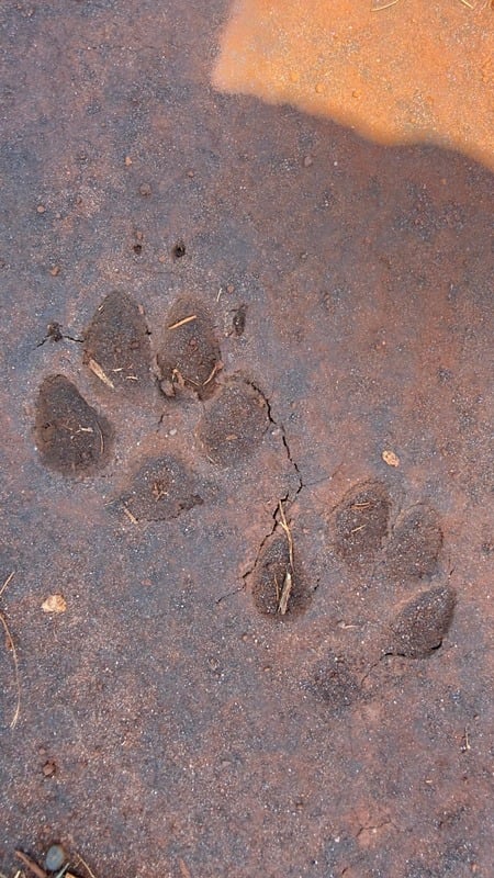 Pegadas do lobo-guará — duas patas próximas uma da outra